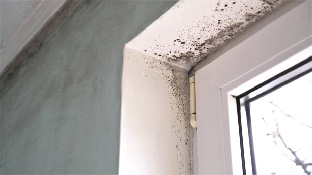 Professional Mold Removal in Ladson, SC