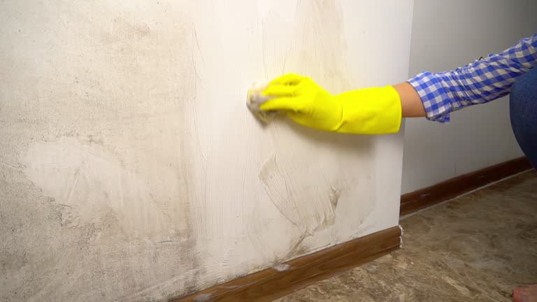 Best Black Mold Removal  in Ladson, SC