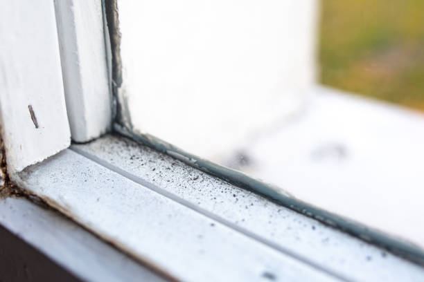 Best Air Quality Testing for Mold Spores  in Ladson, SC