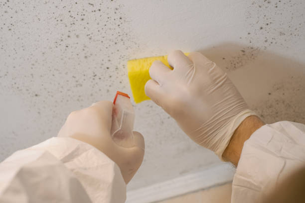 Best Post-Construction Mold Inspection  in Ladson, SC