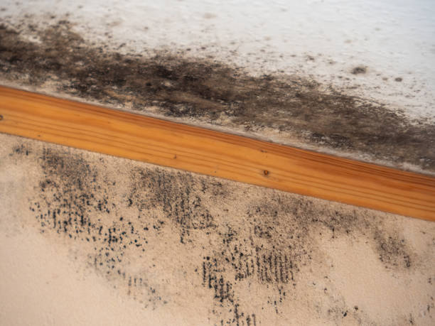 Best HVAC Mold Inspection and Cleaning  in Ladson, SC