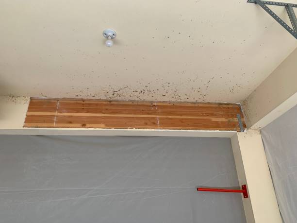 Best Residential Mold Inspection & Testing  in Ladson, SC