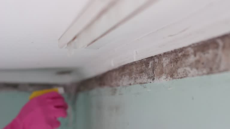 Best Comprehensive Air Testing for Mold Contaminants  in Ladson, SC